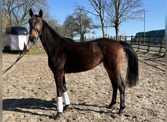 Koń oldenburski, Klacz, 3 lat, 160 cm, Ciemnogniada