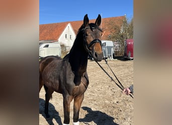 Koń oldenburski, Klacz, 3 lat, 160 cm, Ciemnogniada