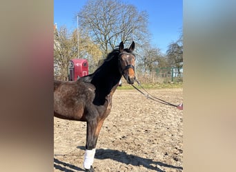 Koń oldenburski, Klacz, 3 lat, 160 cm, Ciemnogniada