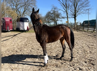 Koń oldenburski, Klacz, 3 lat, 160 cm, Ciemnogniada