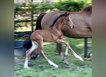 Koń oldenburski, Klacz, 3 lat, 160 cm, Ciemnogniada