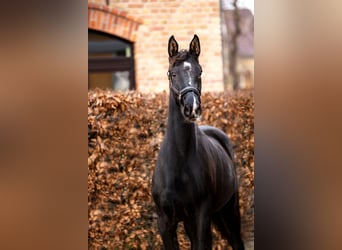 Koń oldenburski, Klacz, 3 lat, 160 cm, Kara