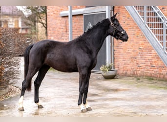 Koń oldenburski, Klacz, 3 lat, 160 cm, Kara