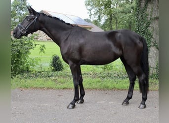 Koń oldenburski, Klacz, 3 lat, 160 cm, Kara