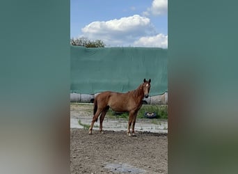 Koń oldenburski, Klacz, 3 lat, 160 cm, Kasztanowata