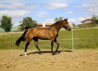 Koń oldenburski, Klacz, 3 lat, 161 cm, Ciemnogniada