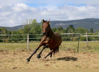 Koń oldenburski, Klacz, 3 lat, 161 cm, Ciemnogniada