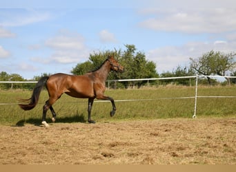 Koń oldenburski, Klacz, 3 lat, 161 cm, Ciemnogniada