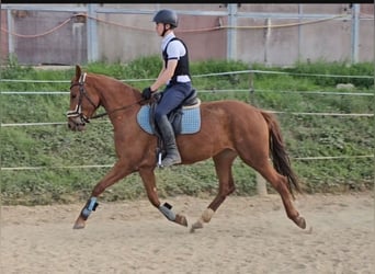 Koń oldenburski, Klacz, 3 lat, 161 cm, Kasztanowata