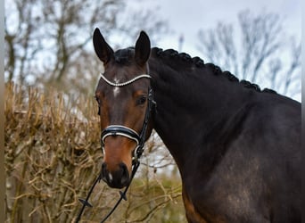 Koń oldenburski, Klacz, 3 lat, 162 cm, Ciemnogniada