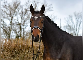 Koń oldenburski, Klacz, 3 lat, 162 cm, Ciemnogniada