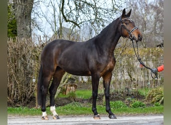 Koń oldenburski, Klacz, 3 lat, 162 cm, Ciemnogniada