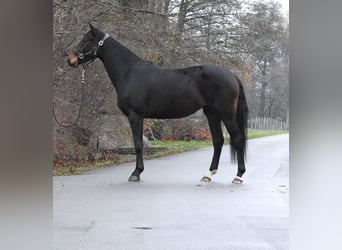 Koń oldenburski, Klacz, 3 lat, 162 cm, Ciemnogniada