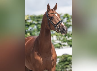 Koń oldenburski, Klacz, 3 lat, 162 cm, Ciemnokasztanowata