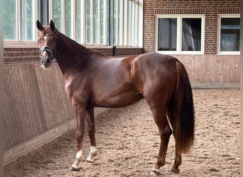 Koń oldenburski, Klacz, 3 lat, 162 cm, Ciemnokasztanowata