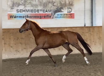 Koń oldenburski, Klacz, 3 lat, 162 cm, Kasztanowata