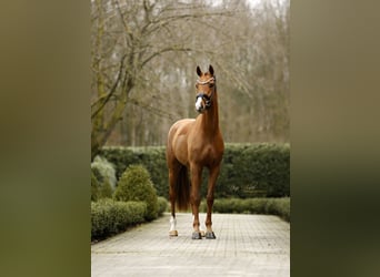 Koń oldenburski, Klacz, 3 lat, 162 cm