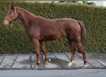 Koń oldenburski, Klacz, 3 lat, 162 cm