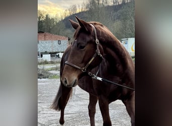 Koń oldenburski, Klacz, 3 lat, 162 cm