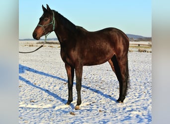 Koń oldenburski, Klacz, 3 lat, 163 cm, Gniada