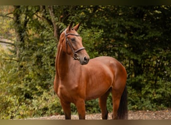 Koń oldenburski, Klacz, 3 lat, 164 cm, Gniada