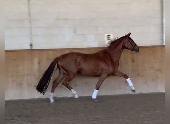 Koń oldenburski, Klacz, 3 lat, 164 cm, Kasztanowata