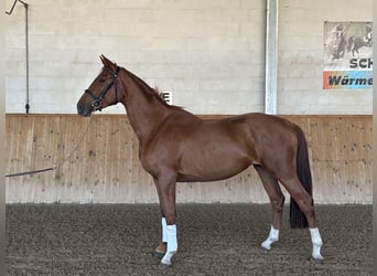 Koń oldenburski, Klacz, 3 lat, 164 cm, Kasztanowata