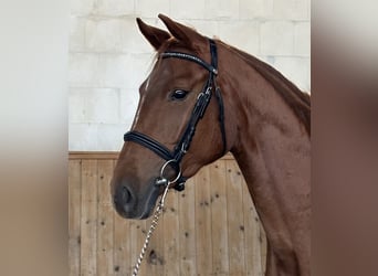 Koń oldenburski, Klacz, 3 lat, 164 cm, Kasztanowata