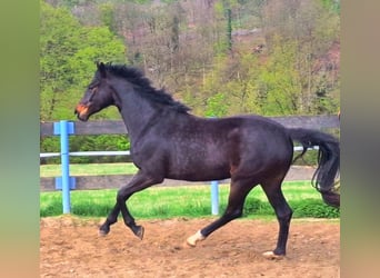 Koń oldenburski, Klacz, 3 lat, 165 cm, Ciemnogniada