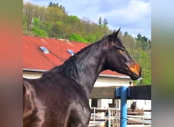 Koń oldenburski, Klacz, 3 lat, 165 cm, Ciemnogniada