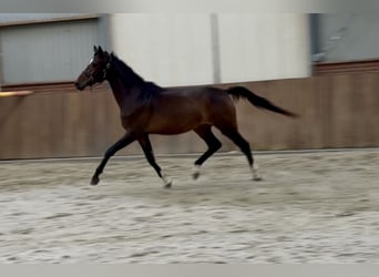 Koń oldenburski, Klacz, 3 lat, 165 cm, Ciemnogniada
