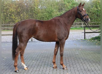 Koń oldenburski, Klacz, 3 lat, 165 cm, Ciemnokasztanowata