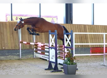 Koń oldenburski, Klacz, 3 lat, 165 cm, Gniada