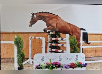 Koń oldenburski, Klacz, 3 lat, 165 cm, Gniada