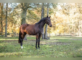 Koń oldenburski, Klacz, 3 lat, 165 cm, Gniada