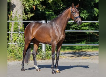 Koń oldenburski, Klacz, 3 lat, 165 cm, Gniada
