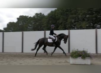 Koń oldenburski, Klacz, 3 lat, 165 cm, Gniada
