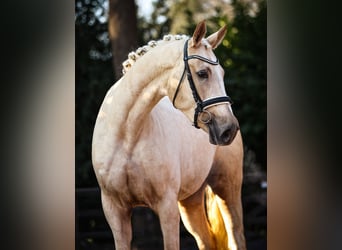 Koń oldenburski, Klacz, 3 lat, 165 cm, Izabelowata