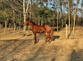 Koń oldenburski, Klacz, 3 lat, 165 cm, Kasztanowata
