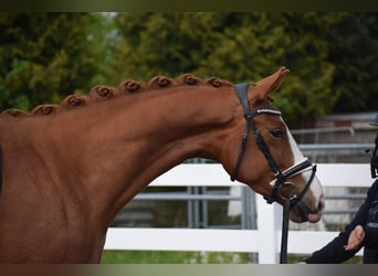 Koń oldenburski, Klacz, 3 lat, 165 cm, Kasztanowata