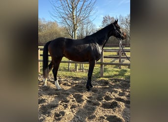 Koń oldenburski, Klacz, 3 lat, 166 cm, Ciemnogniada