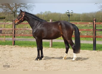 Koń oldenburski, Klacz, 3 lat, 166 cm, Ciemnogniada