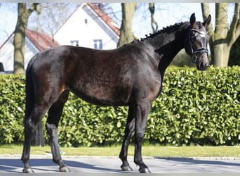 Koń oldenburski, Klacz, 3 lat, 166 cm, Ciemnogniada