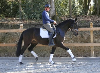 Koń oldenburski, Klacz, 3 lat, 166 cm, Ciemnogniada