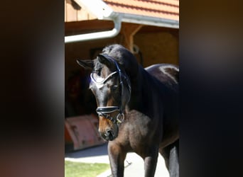 Koń oldenburski, Klacz, 3 lat, 166 cm, Ciemnogniada