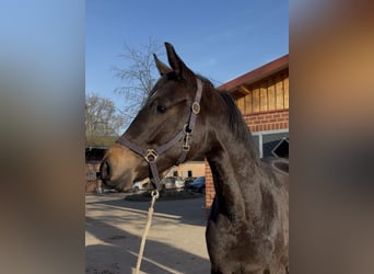 Koń oldenburski, Klacz, 3 lat, 166 cm, Ciemnogniada