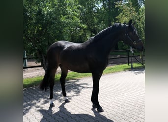 Koń oldenburski, Klacz, 3 lat, 166 cm, Ciemnogniada