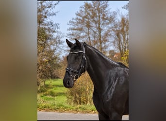Koń oldenburski, Klacz, 3 lat, 166 cm, Kara