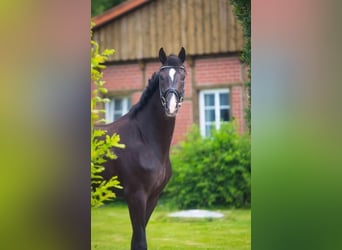 Koń oldenburski, Klacz, 3 lat, 166 cm, Kara