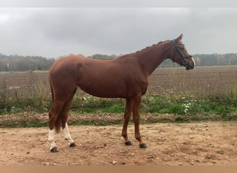 Koń oldenburski, Klacz, 3 lat, 166 cm, Kasztanowata